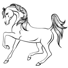 Vector outline illustration of beautiful arabian horse