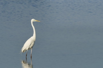 Airone bianco maggiore solitario