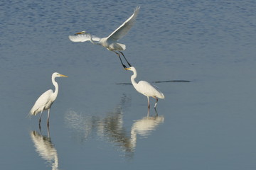 Airone bianco maggiore che spicca il volo