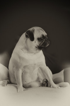 Pug is sitting on the bed. Black and white photography