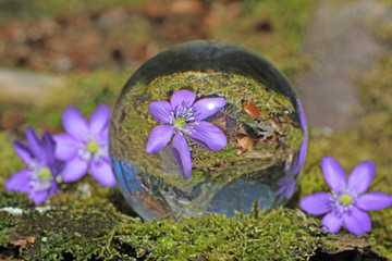 frühlingsblumen im wald in kristallkugel, schweiz 