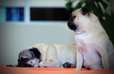 Two friends of a pug