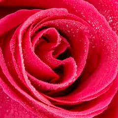 closeup rose flower color American pink with dew drops. square composition. shallow depth of field