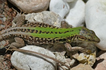 Lucertola verde