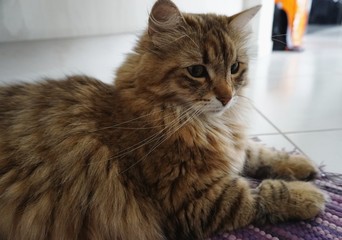 Katze in einer Wohnung