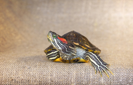 Closeup of pond slider red-eared turtle.(4)