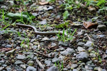 Blindschleiche im Grass 