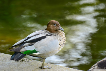 Duck