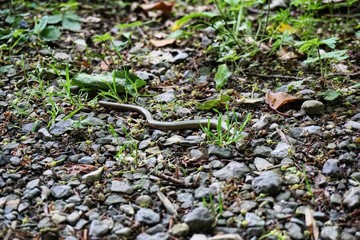Blindschleiche im Grass 