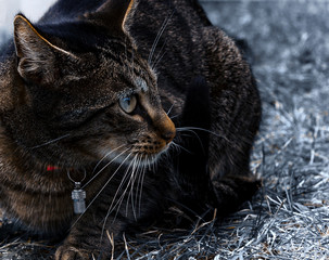 The cat is sitting on the grass