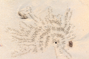 Hole and sand balls made by Ghost Crabs, Thailand - 140109100