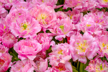Blossoming fresh tulips macro background