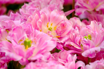 Fototapeta na wymiar Blossoming fresh tulips macro background