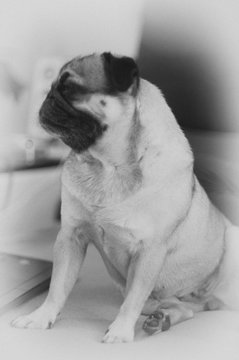 Pug sits on the bed and looks away. Black and white photo