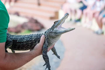 Photo sur Plexiglas Crocodile bébé crocodile en gros plan
