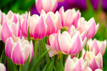 Obraz na płótnie Canvas Blossoming fresh tulips macro background