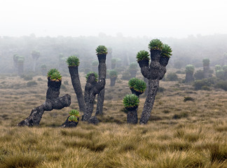 Giant plants (Senecio kilimanjari) near the camp Horombo (3700 m) on the slope of mount Kilimanjaro - Tanzania