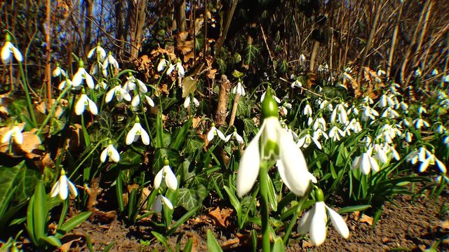 Snowdrops, rare and endangered plants of the south of Ukraine