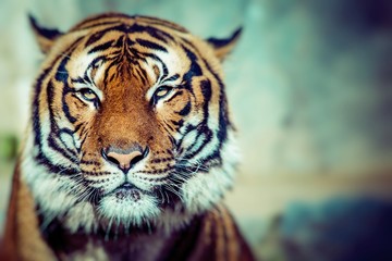 Gros plan sur le visage d& 39 un Tigre.