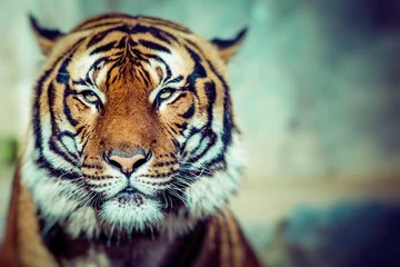 Crédence de cuisine en verre imprimé Tigre Gros plan sur le visage d& 39 un Tigre.