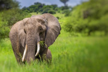 Fototapeta na wymiar Huge African elephant bull in the Tarangire National Park, Tanzania