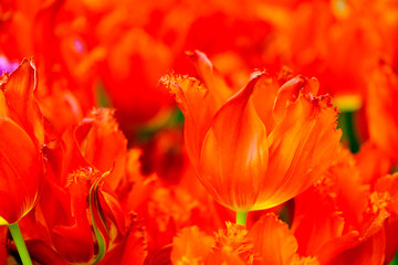 Blossoming fresh tulips macro background