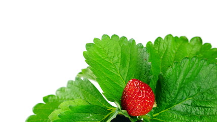 Harvest strawberries. Strawberry flavor and fragrance are popular, used widely in a variety of manufacturing, including beverages, foods, confections, perfumes and cosmetics