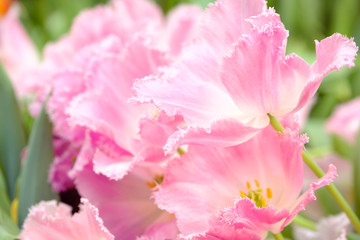 Blossoming fresh tulips macro background