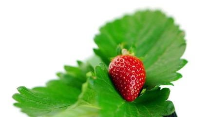 Harvest strawberries. Strawberry flavor and fragrance are popular, used widely in a variety of manufacturing, including beverages, foods, confections, perfumes and cosmetics