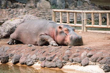 sieste pour hypopotames