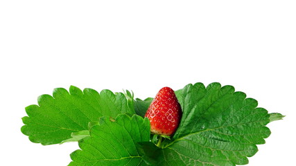 Harvest strawberries. Strawberry flavor and fragrance are popular, used widely in a variety of manufacturing, including beverages, foods, confections, perfumes and cosmetics