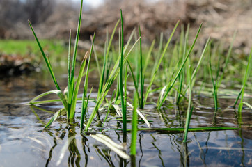 spring grass growing out of the water