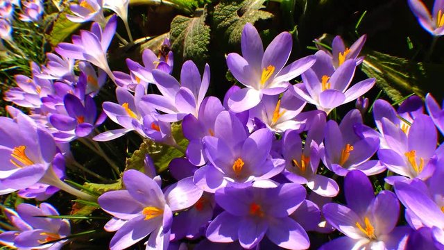 Beautiful spring crocuses and galanthus in the garden