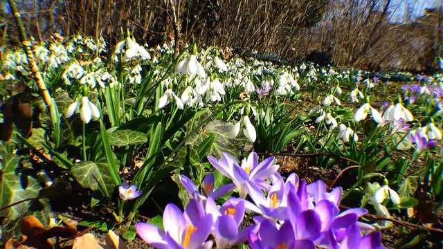 Beautiful spring crocuses and galanthus in the garden