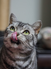 Tabby licking own nose