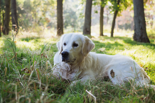 Cute retriever labrador dog lying on the grass in park
