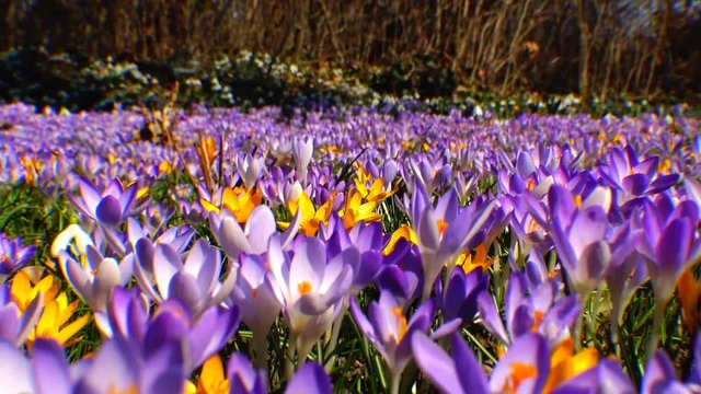 Beautiful spring crocuses and galanthus in the garden