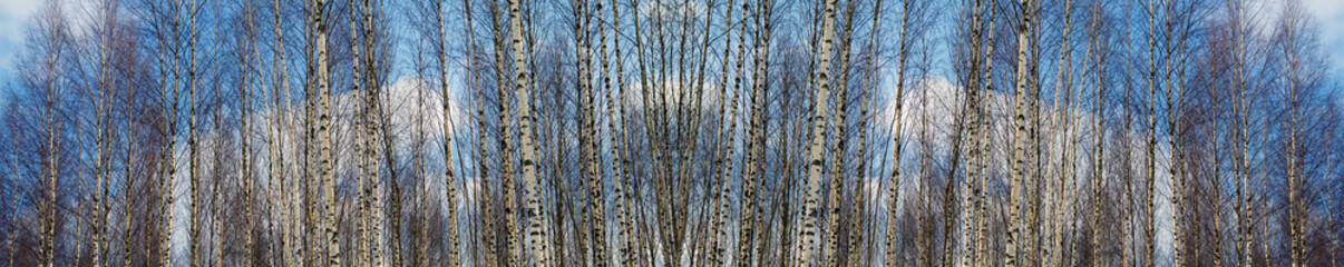 Fototapeta premium Wide landscape birch grove in the spring. Panorama of a snowy forest with white tree trunks of the birches. The European natural wilderness.
