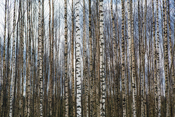 Obraz premium Bare birch trees, which stands in orderly rows - a lot of the trunks white. The nature of forests in Europe.