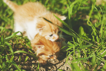 Naklejka na ściany i meble Colorful toned image of two red little funny kittens playing in the green grass in the garden at a sunny spring day.