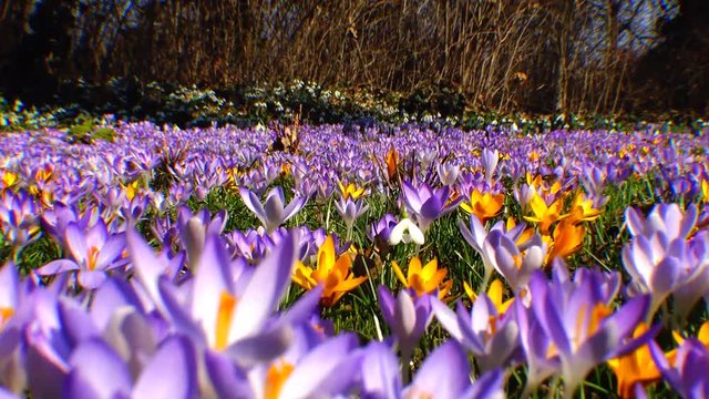 Beautiful spring crocuses and galanthus in the garden