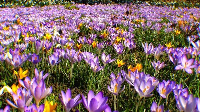 Beautiful spring crocuses and galanthus in the garden