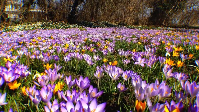 Beautiful spring crocuses and galanthus in the garden