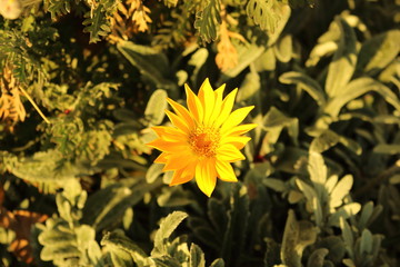 黄色のガザニア