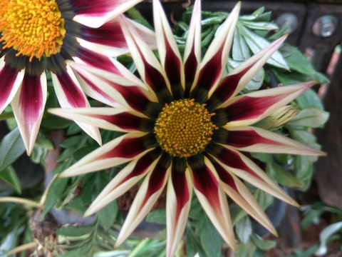 dalia flower or dahlia flower