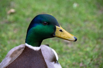 Close up of male drake mallard with green and blue plumage