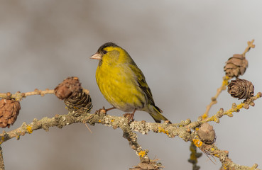 Eurasian Siskin - Spinus spinus / Carduelis spinus - male