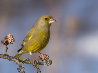 European Greenfinch - Chloris chloris / Carduelis chloris