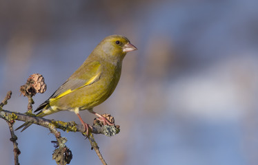 European Greenfinch - Chloris chloris / Carduelis chloris