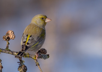 European Greenfinch - Chloris chloris / Carduelis chloris